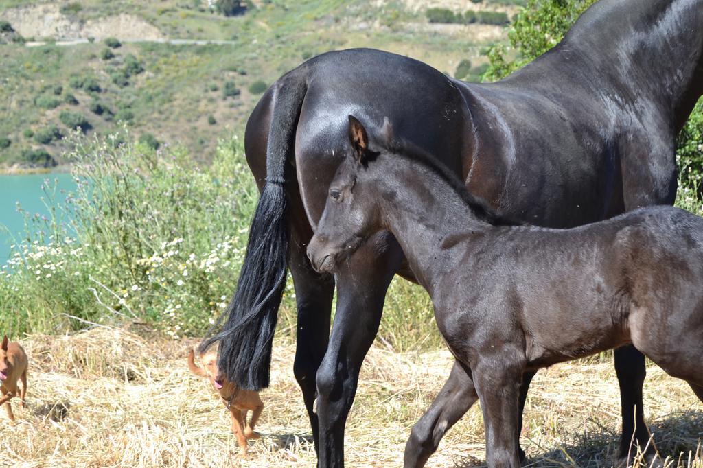 מונטקורטו Apartamentos Finca Ranchiles מראה חיצוני תמונה